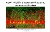 Agyi régiók finomszerkezete, neuronhálózatokphysiology.elte.hu/eloadas/pszicho_elettan_ppke/pszicho_bio_alap/... · A hippokampusz szerkezete és funkciói hippocampus és fornix