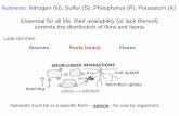 Nutrients: Nitrogen (N), Sulfur (S), Phosphorus (P ... · PDF file Nutrients: Nitrogen (N), Sulfur (S), Phosphorus (P), Potassium (K ) Essential for all life, their availability (or