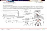 THE ENDOCRINE SYSTEM 29 JULY 2015 Section A: Summary Notes · THE ENDOCRINE SYSTEM 29 JULY 2015 Section A: Summary Notes The Endocrine System The endocrine system is responsible for