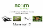 Mammal ID - Ecology Training UK · Tutorial Summary • Unmistakeable mammals • Deer • Mustelids • Small mammals • Rabbits and Hares • Squirrels • Field signs o Foot prints