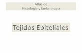 Tejidos Epiteliales - odo.unc.edu.ar · Histología y Embriología Atlas de Conectivos de Sostén: Cartílago Hialino (Tráquea) Cartílago Hialino , 40X y 10 HE. Pericondrio Grupos