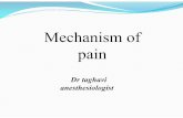 Mechanism of pain · Three systems interact usually to produce pain: 1. sensory - discriminative 2. motivational - affective 3. cognitive - evaluative 1. Sensory - discriminative
