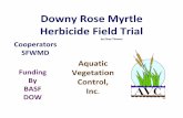 Downy Rose Myrtle Herbicide Field Trial A/0800... · Downy Rose Myrtle Herbicide Field Trial by Elroy Timmer Cooperators SFWMD Aquatic Vegetation Control, Inc. Funding By BASF DOW
