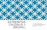 EXTREMITAS CAUDALIS II (MEDIAL) · Terdapat pada bagian proximodistal regio CANALIS FEMORALIS femoralis yang dibatasi oleh m.sartorius di cranial, m.pectineus di caudal, m.illiopsoas