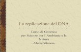 Moodle@Units - La replicazione del DNA · La replicazione semiconservativa del DNA Quando Watson e Crick proposero il loro modello della doppia elica del DNA capirono che la replicazione