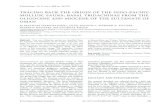 › ... › harzhauer_et_al_-2008_tridacna.pdf · TRACING BACK THE ORIGIN OF THE INDO-PACIFIC MOLLUSC FAUNA: BASAL TRIDACNINAE …2010-12-03 · TRACING BACK THE ORIGIN OF THE INDO-PACIFIC