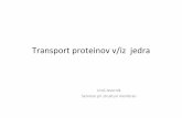 Transport proteinov v/iz jedra - IJSbio.ijs.si/~krizaj/group/Predavanja 2011/Seminar...Jedrni porni kompleks predstavlja vrata v jedro ‐Kompleks 500‐1000 proteinov, molska masa