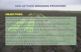 UCD LETTUCE BREEDING PROGRAMS OBJECTIVEScalgreens.org/wp-content/uploads/2017/04/Michelmore-Lettuce-genetics.pdfUCD LETTUCE BREEDING PROGRAMS OBJECTIVES . SAMPLING OF LDM ISOLATES