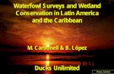 Waterfowl Surveys and Wetland Conservation in Latin ... · M. Carbonell & B. López Ducks Unlimited Photo J.Sánchez. Nicaragua 1/3 of NA breeding species occur in LAC 33 countries
