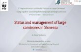 Status and management of large carnivores in Sloveniaec.europa.eu/environment/nature/conservation/species... · 2019-11-07 · Status and management of large carnivores in Slovenia