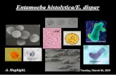 Entamoeba histolytica/E. disparparasitology.sbmu.ac.ir/uploads/293_1527_1551772184873_2...General characteristics of amoebas 1-Active form (Trophozoite) has no cell wall 2-The cytoplasm