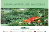 Rehabilitación de Cafetales. CUSCO...Rehabilitación de cafetales 7 La caficultura peruana se desarrolla en 11 regiones e involucra a 67 provincias y 338 distritos rurales. Se dedican