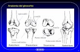 Anatomia del ginocchio · 2016-05-06 · 2 Il movimento del ginocchio naturale 1) Flesso – Estensione del Femore 2) Traslazione Antero-Posteriore della Tibia 3) Rotazione interna-Esterna