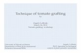 Technique of tomato grafting · Healani is a determinate tomato plant with uniform ripening. Fruits approx. 6-8oz. Matures in 75-80 days. Oblique fruit shape. Resistant to the common