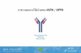 ภาพรวมผลงานวิจัยร่วมของ HVTN / HPTN...FC receptor (FcRn), ซ งร ไซเค ล mAb กล บส กระแสเล อด เซร