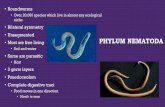 Roundworms - SD41blogs.casd41blogs.ca/hemingwaya/files/2018/05/Phylum-Nematoda...PHYLUM NEMATODA •Roundworms •Over 20,000 species which live in almost any ecological niche •Bilateral