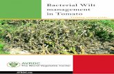 Bacterial Wilt management in Tomato...2 India is one among the world’s largest major tomato growing countries. Tomato is best adapted to warm, dry environments and during the hot-wet