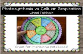 Photosynthesis vs Cellular Respiration · Photosynthesis vs Cellular Respiration Wheel Foldable Great for interactive notebooks! check out more teachers, and best friends. We sincerely