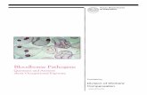 Bloodborne Pathogens - Texas Department of Insurance · PDF file bloodborne pathogens. The bloodborne pathogens standard aims to reduce the risk of occupational exposure to bloodborne
