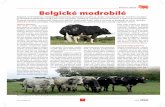 Plemeno měsíce BBelgické modrobíléelgické modrobílé · Mléčná užitkovost krav kombinova-ného typu se pohybuje v průměru okolo 5000 kg mléka při bílkovině 3,20 %.