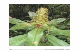 PLANTAs ALImENTICIAs No CoNVENCIoNALEs EN AmAzoNIA ... plantas... · Las Plantas Alimenticias No Convencionales (PANCs), definidas como especies nativas del bosque subu-tilizadas
