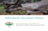 Medzih Action Plan - Fort Nelson First Nation - Home · MEDZIH ACTION PLAN: Fort Nelson First Nation Boreal Caribou Recovery Plan 5 Why Fort Nelson First Nation Developed its own