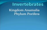 Kingdom Anamalia Phylum Poriferaimages.pcmac.org/.../GreenvilleJrSrHigh/Uploads/Presentations/Porifera_1.pdfPhylum Porifera . Porifera ... Tube Sponge Ask about William Wilson (1907)