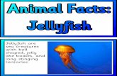 jellyfish - Instant Display Teaching Resources · shaped, jelly like bodies, and long stinging tentacles. Jellyfish belong to a large group of sea creatures called cnidarians, which