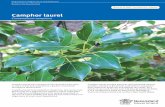 Camphor laurel · 2016-06-17 · Camphor laurel was introduced into Australia from Asia in 1822. It has been planted as a garden ornamental throughout Queensland. Camphor laurel is