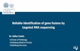 Reliable identification of gene fusions by targeted RNA sequencing · 2020-03-06 · alk camta1 ccnb3 cic epc ewsr1 fkhr fus gli1 hmga2 jazf1 meaf6 mkl2 ncoa2 ntrk3 pdgfb plag1 ros1