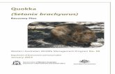 Quokka (Setonix brachyurus) Recovery Plan · ii Western Australian Wildlife Management Program No. 56 Quokka (Setonix brachyurus) Recovery Plan January 2013 Department of Environment