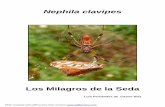 Nephila clavipes - About Frank Starmerfrank.itlab.us/spider_2002/spanish_nephila.pdfde huevos en un lugar protegido y cercano a la red (fig. 10). Fig. 10: Saco de huevos de Nephila