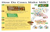 how do cows make milk - USDA · How Do Cows Make Milk? 1. The cow eats feed which contains many nutrients. Water Vitamins & minerals Protein Carbohydrates Fats 2. The feed is broken