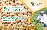 Why is PBR Cowpea important? · Why do we need Pod Borer-Resistant (PBR) Cowpea? Farmers and scientists in Africa identified Legume Pod Borer (Maruca vitrata) as one of the most damaging
