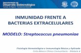 INMUNIDAD FRENTE A BACTERIAS ... - Instituto de Higienehigiene1.higiene.edu.uy/ddbp/teorico CBCC6 NEUMO.pdf · INMUNIDAD FRENTE A BACTERIAS EXTRACELULARES MODELO: Streptococcus pneumoniae