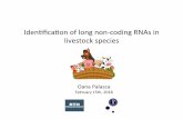 Iden%ﬁcaon*of*long*non.coding*RNAs*in* livestock*species** · Iden%ﬁcaon*of*long*non.coding*RNAs*in* livestock*species** * * OanaPalasca * February*15th,*2018*