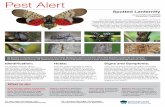 Spotted Lanternfly - Salisbury Township, Lehigh County, PA · Spotted Lanternfly Lycorma delicatula (WHITE) (Hemiptera: Fulgoridae) Identification: ... Lawrence Barringer, Entomologist