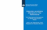 Cabomba caroliniana Gray in The Netherlands - GT IBMAgt-ibma.eu/wp-content/uploads/2015/12/Cabomba... · 2015-12-01 · Cabomba caroliniana | October 2011 8 Habitat requirements Survey
