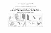 Some Identification Guidance - UCLtcrndfu/Abot/Millet Handout06.pdf · De Wet et al. 1983b Pennisetum glaucum (L.) R. Br (= P. americium (L) Leeke) Pearl Millet West African Savannah,