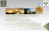SITUACIÓN DEL TRIGO EN MÉXICO · 6 Los trigos en México se clasifican sobre la base de las propiedades del gluten del trigo, esto a diferencia de Estados Unidos y Canadá en donde