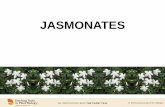 JASMONATES - USP · Jasmonates – synthesis, conjugation, transport and degradation Demole, E. Lederer, E., and Mercier, D. (1962) Isolement et détermination de la structure du