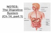 NOTES: The Digestive System (Ch 14, part 1) · The digestive system consists of an alimentary canal and several accessory organs . Alimentary canal includes: mouth pharynx esophagus