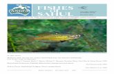 JOURNAL OF THE AUSTRALIA NEW GUINEA FISHES ASSOCIATION · standing of its appearance has been blurred by a rapid-ly emerging threat of hybridisation with Eastern Rainbowfish (M. splendida