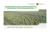 Aktuelle Bewertungen zur Winterfestigkeit von Winterweizen ... · Martin Sacher, Referat Saatgut- und Sortenwesen Auf Grundlage von Auswinterungsergebnissen der letzten Jahre und