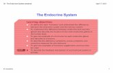 36 - The Endocrine System.notebook - The Endocrine System.pdf · The Endocrine System Body Coordination This is controlled by the nervous and endocrine systems. The endocrine system