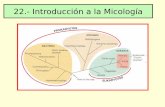 Introducción a la Micología...• Los hongos son organismos eucarióticos, no fotosintéticos (quimioorganotropos). • Son abundantes en la naturaleza, en los suelos, cuerpos de