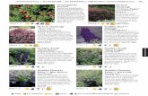 Berberis uva-ursi thunbergii ‘Crimson Pygmy’ Midnight Japanese …deerleeriousplants.com/images/2016FloweringShrubsPgs109-116.pdf · This semi-dwarf barberry grows 3-5’ in height,