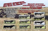 Bull Sale Feb. 3 1 pm MST - Graff Cattlegraffcattle.com/files/gcweb2018.pdf · Connealy Concord S A V Renown S A V Competitor S A V Purebred Stetson 100X Connealy Captain 082E S A