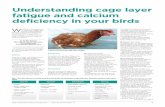 Understanding cage layer fatigue and calcium deficiency in ... · A calcium deficiency can be due to insufficient calcium in the feed, the wrong type of calcium provided, issues with