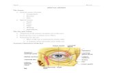 SPECIAL SENSES Senses PPT note Lacrimal apparatus o Lacrimal gland – produces lacrimal fluid – located above the lateral end of each eye o Lacrimal canals – drains lacrimal fluid